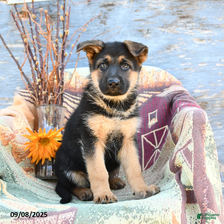German Shepherd Puppies Craigslist Dogs Near Me Shepherd Puppy