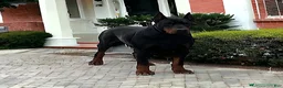 Doberman Pinscher dogs for sale: Rocky - Ad 5