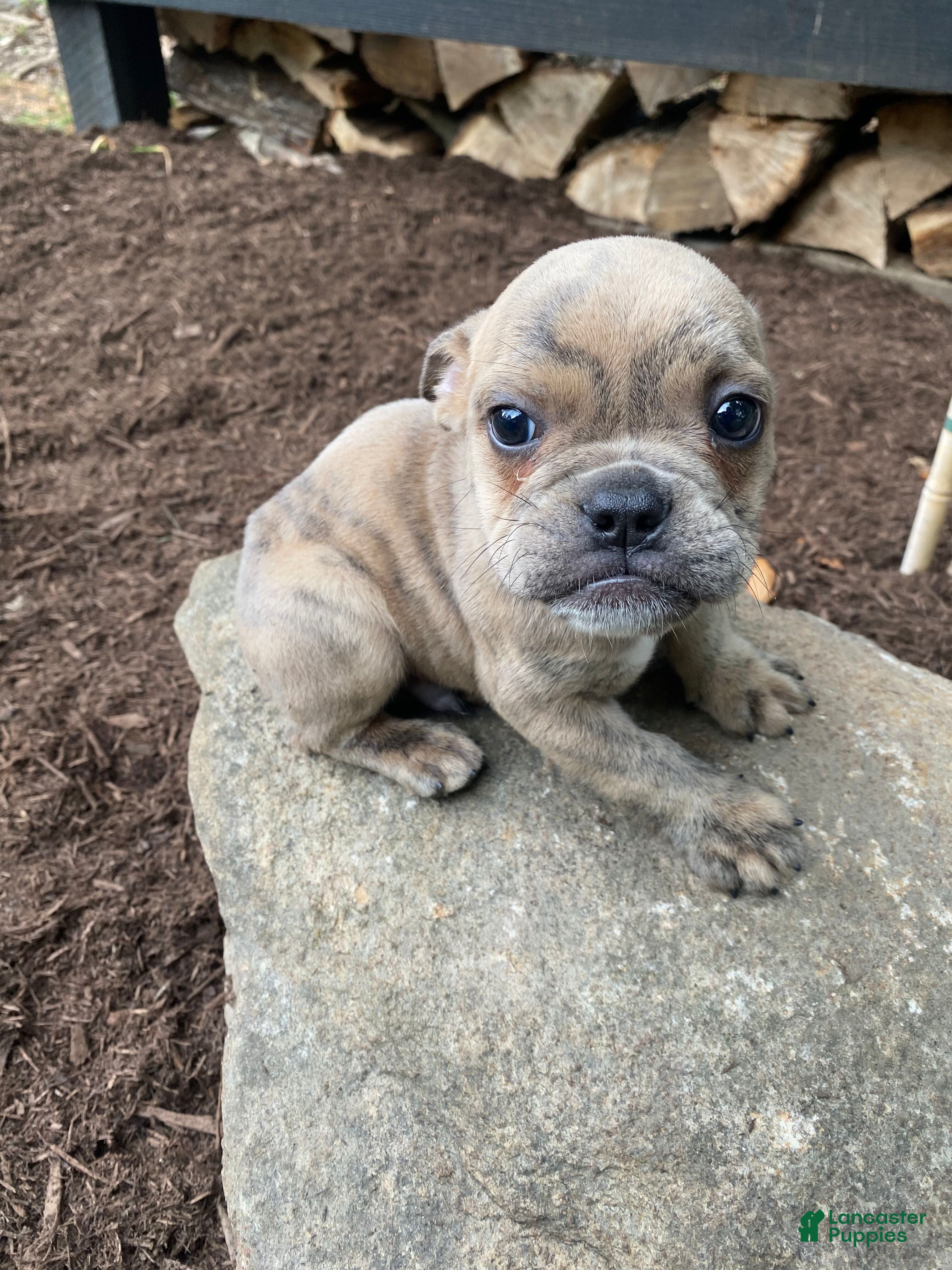 Mixed Breed dogs Bruno - Ad 1