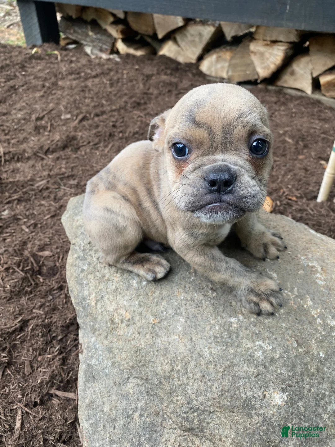 Mixed Breed dogs for sale: Bruno - Ad 1