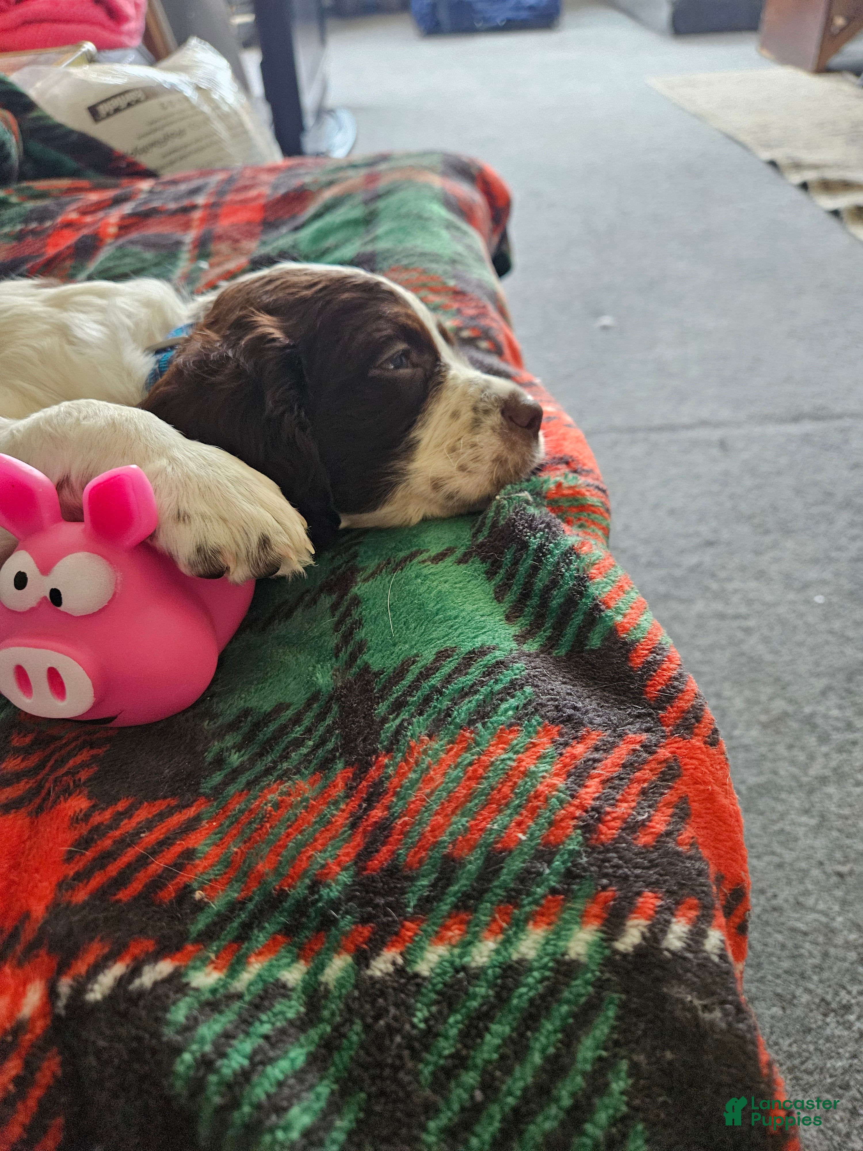 English Springer Spaniel dogs Jax - Ad 5