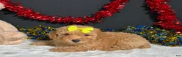 Miniature Poodle dogs for sale: Shayla - Ad 6
