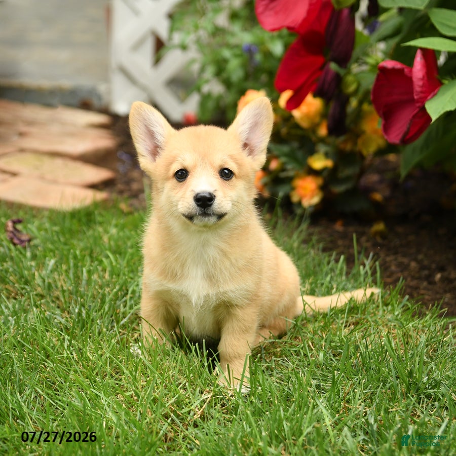 Mixed Breed dogs Lindsay - Ad 2