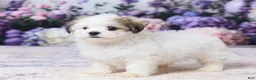 Teddy Bear dogs for sale: Mickey - Ad 5