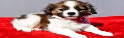 Mixed Breed dogs for sale: Serena - Ad 2