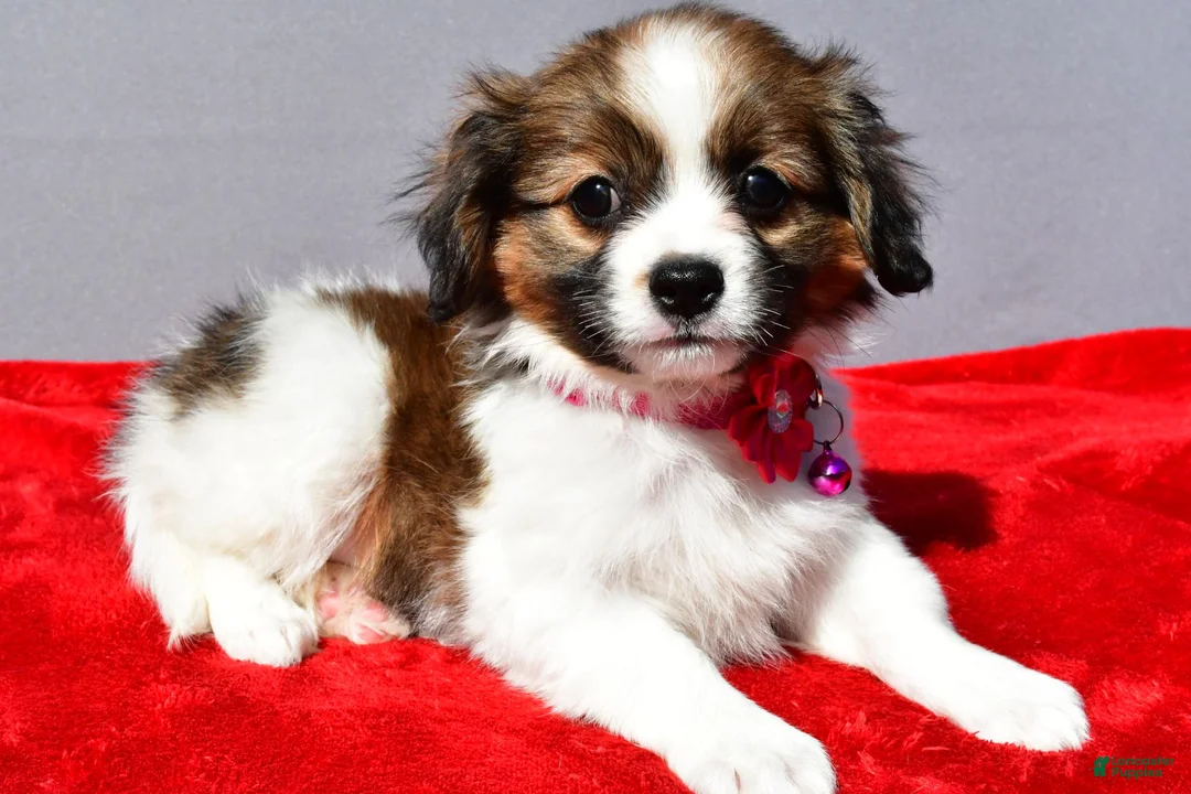 Mixed Breed dogs for sale: Serena - Ad 2