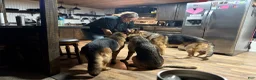 German Shepherd dogs for sale: Diesel - Ad 23