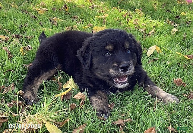 Mixed Breed dogs Muddypaws - Ad 2