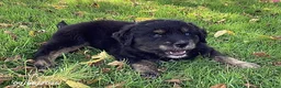 Mixed Breed dogs for sale: Muddypaws - Ad 2