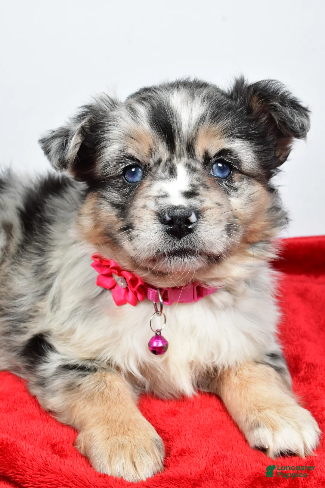 Mixed Breed dogs for sale: Coco - Ad 8