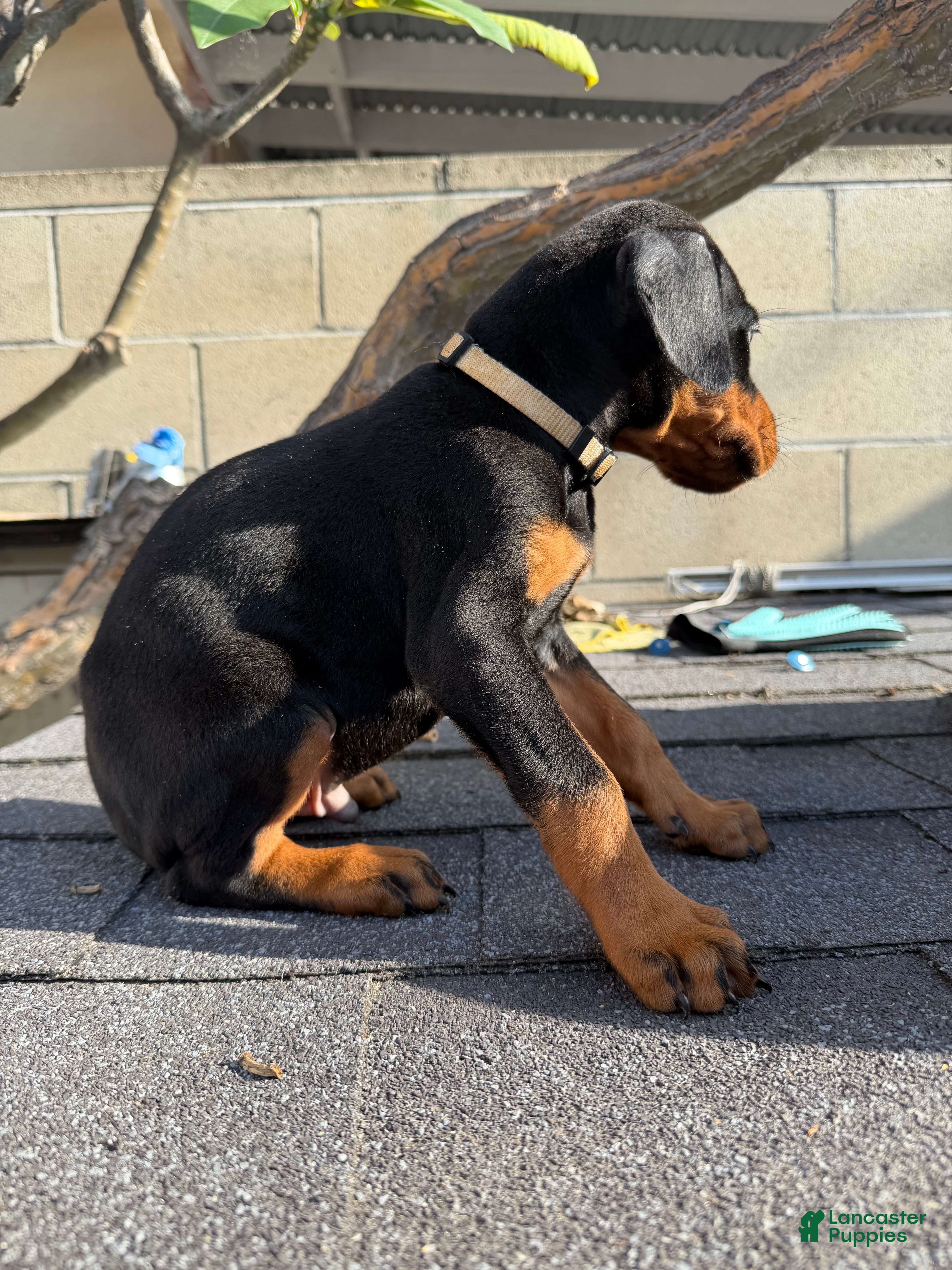 Doberman Pinscher dogs Doberman Pinscher Puppy 4 - Ad 8