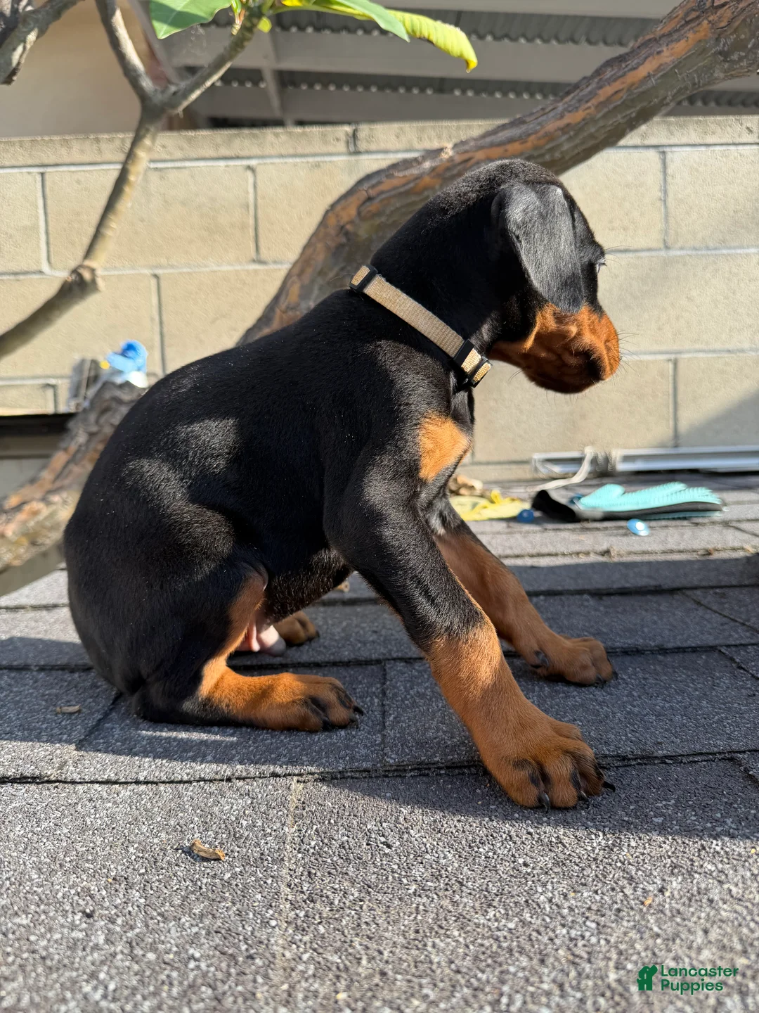 Doberman Pinscher dogs for sale: Doberman Pinscher Puppy 4 - Ad 1