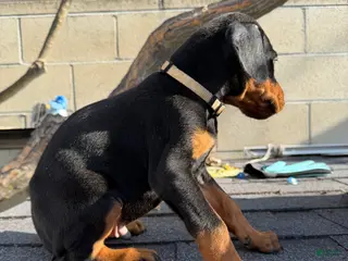 Doberman Pinscher dogs Doberman Pinscher Puppy 4 - Ad 4