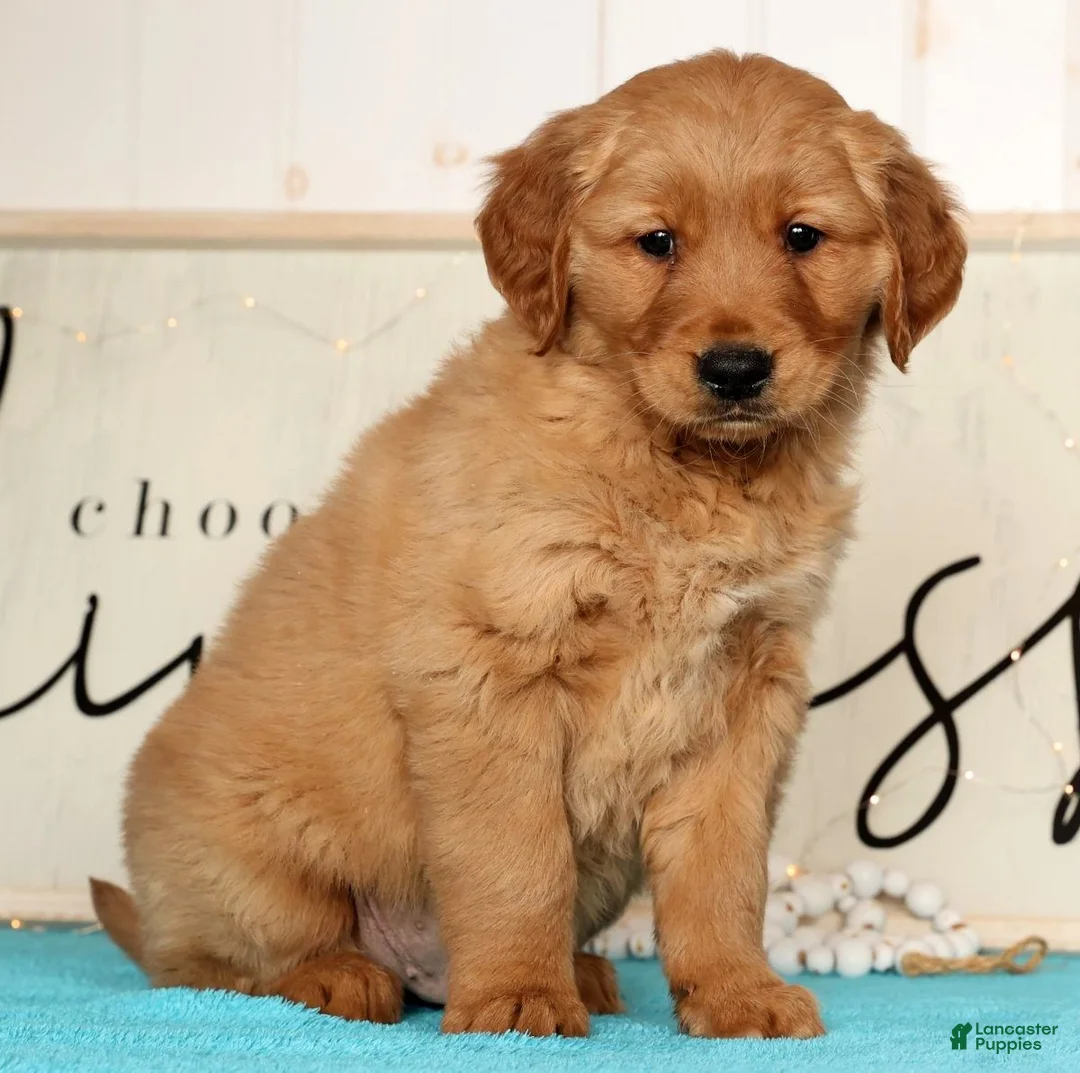 Golden Retriever dogs for sale: Randy - Ad 6