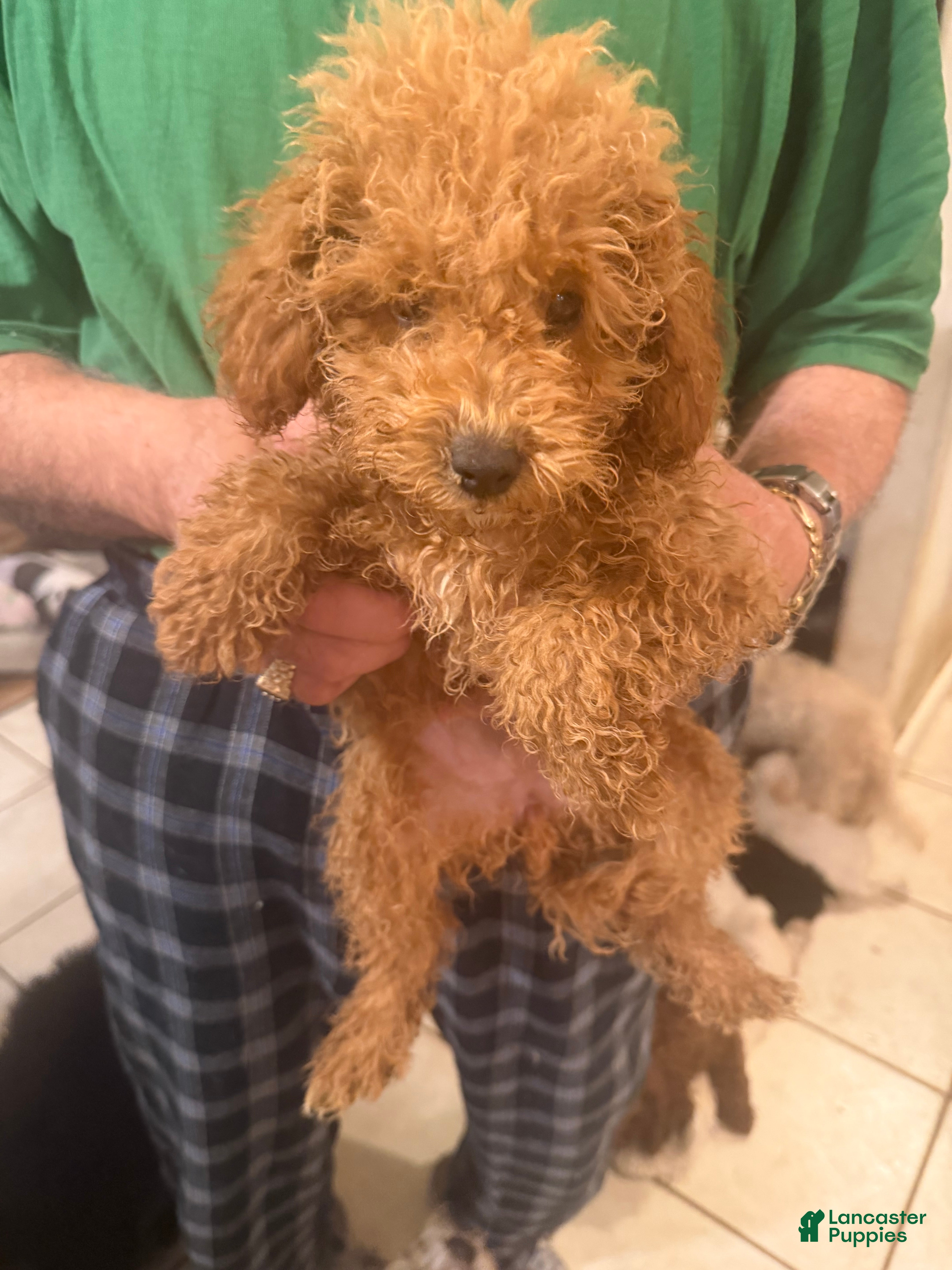 Toy Poodle dogs Mini poodle  - Ad 11