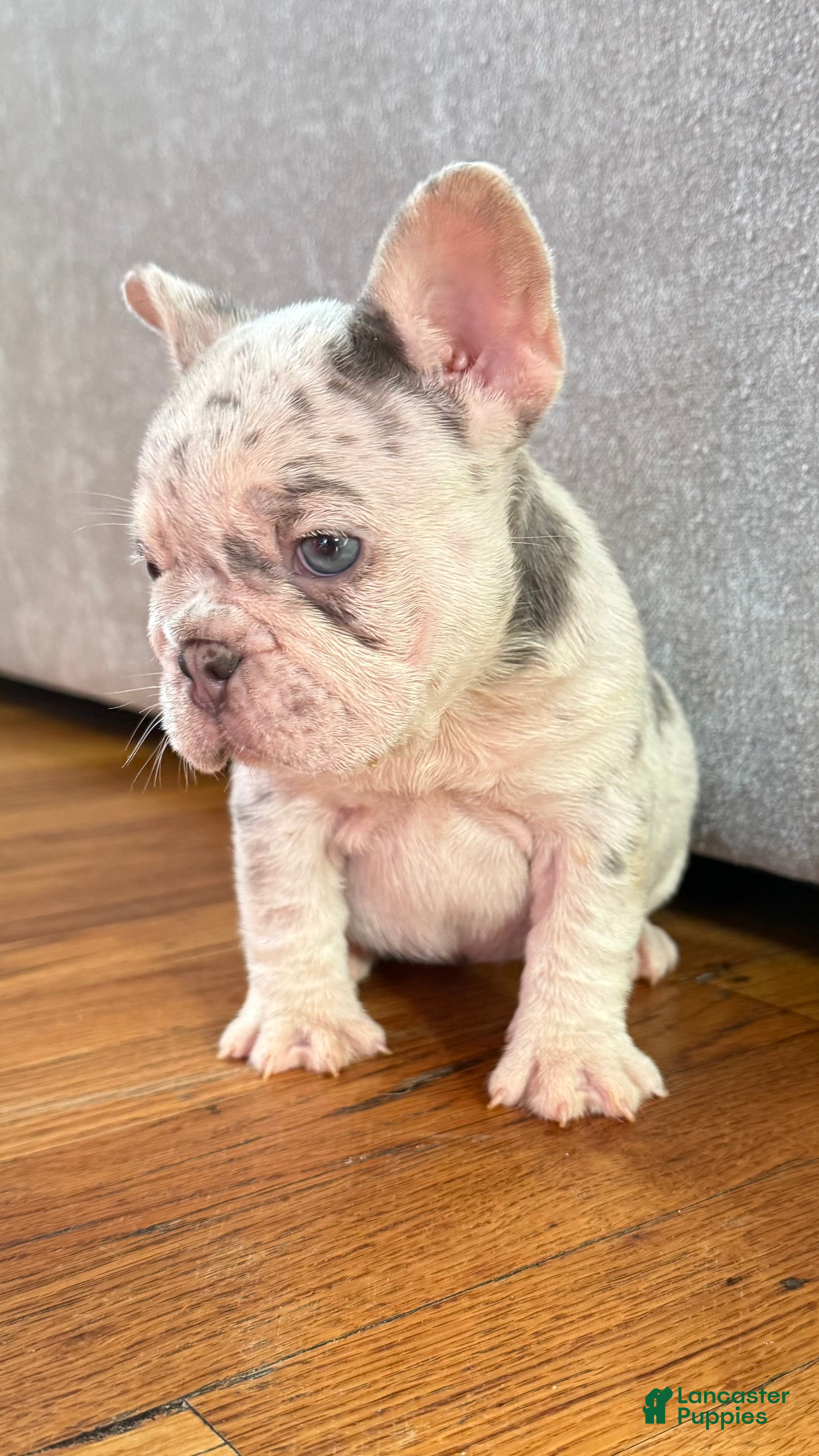 French Bulldog dogs Lola - Ad 2