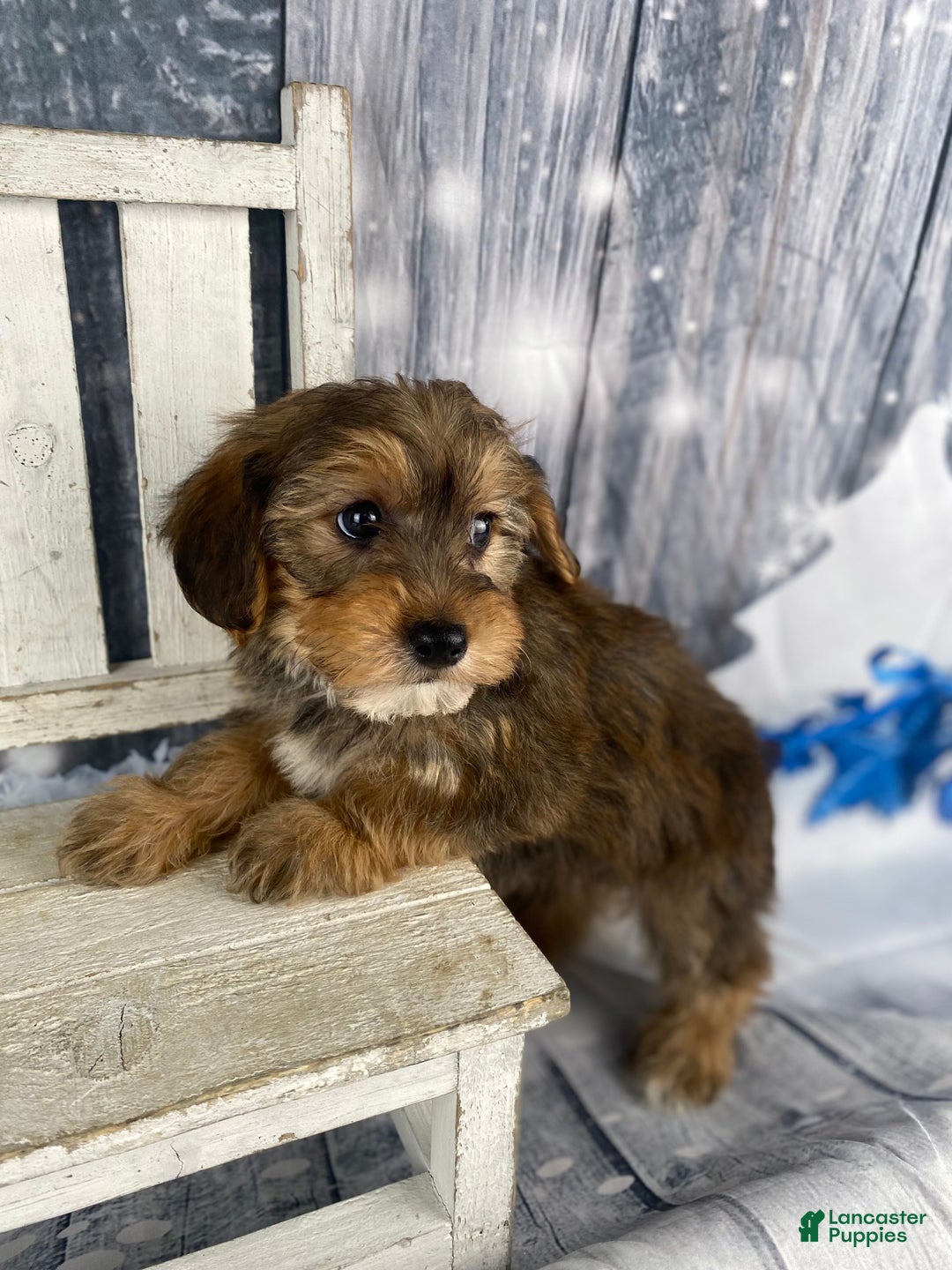 Yorkiepoo dogs for sale: Peanut - Ad 3