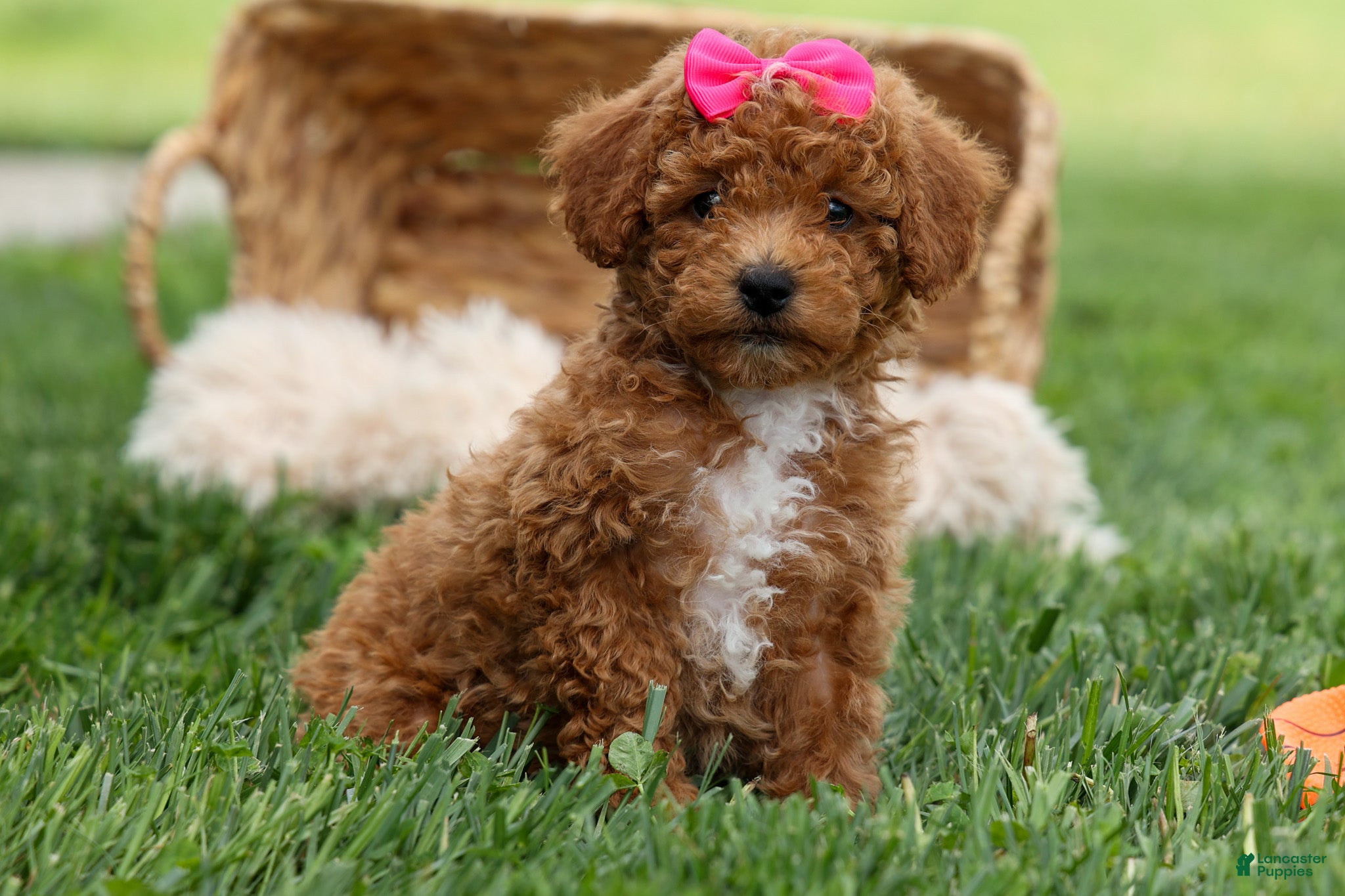 Miniature Poodle dogs Zuzu - Ad 1