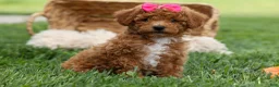 Miniature Poodle dogs for sale: Zuzu - Ad 1