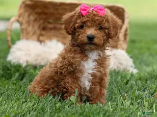 Miniature Poodle dogs for sale: Zuzu - Ad 2