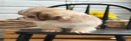 Shih Tzu dogs for sale: Jasper - Ad 8