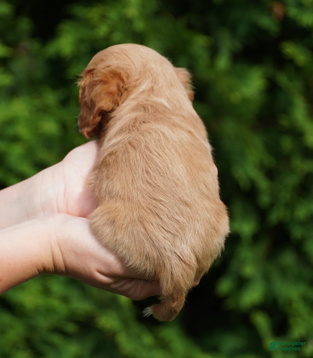 Cavachon dogs for sale: Sammy - Ad 2