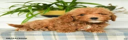 Mini Goldendoodle dogs for sale: Tessa - Ad 4