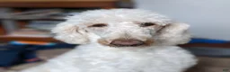 Goldendoodle dogs for sale: Petunia - Ad 12