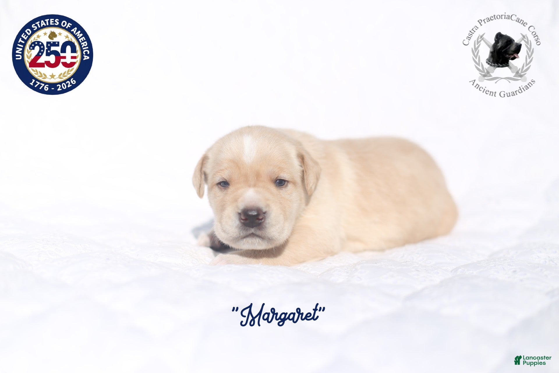 Cane Corso dogs "Margaret" - Ad 4