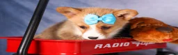 Welsh Corgi Pembroke dogs for sale: Benji🐾💙 - Ad 5