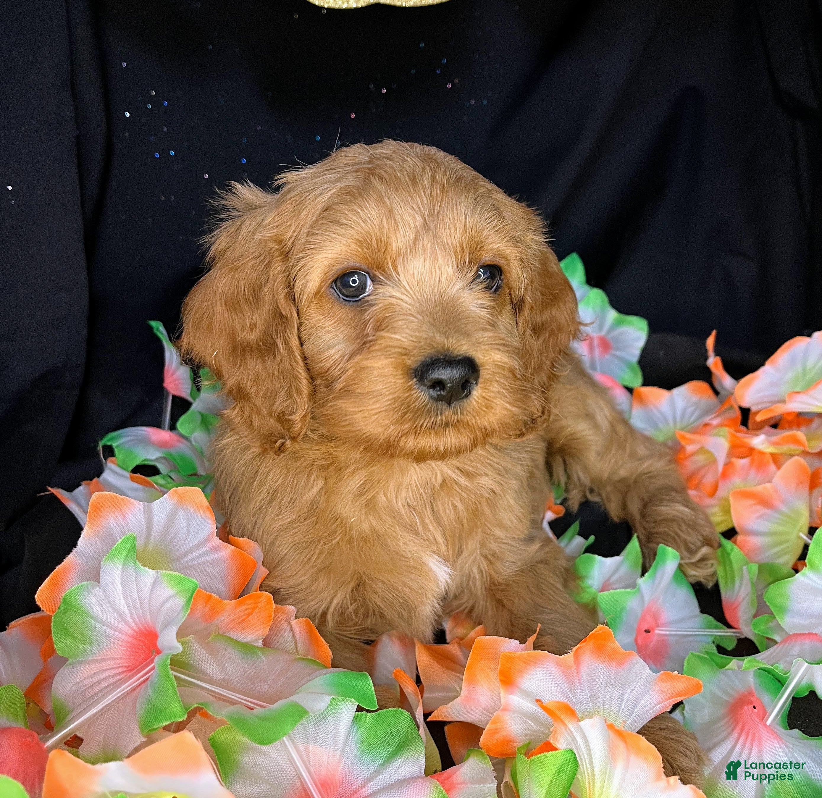 Cockapoo dogs Caprice - Ad 2