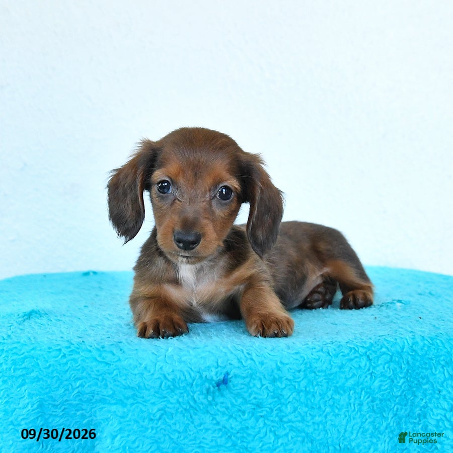Miniature Dachshund dogs Cricket - Ad 2