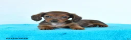 Miniature Dachshund dogs for sale: Cricket - Ad 2