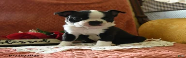 Winston