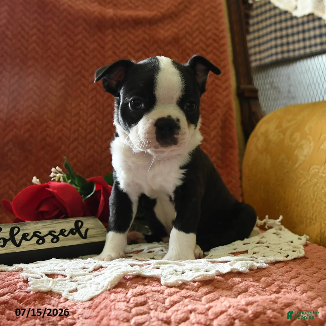 Boston Terrier dogs for sale: Winston - Ad 1