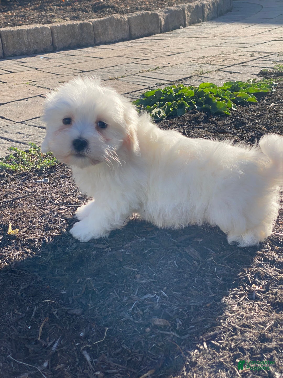 Coton De Tulear dogs for sale: Charles  - Ad 3