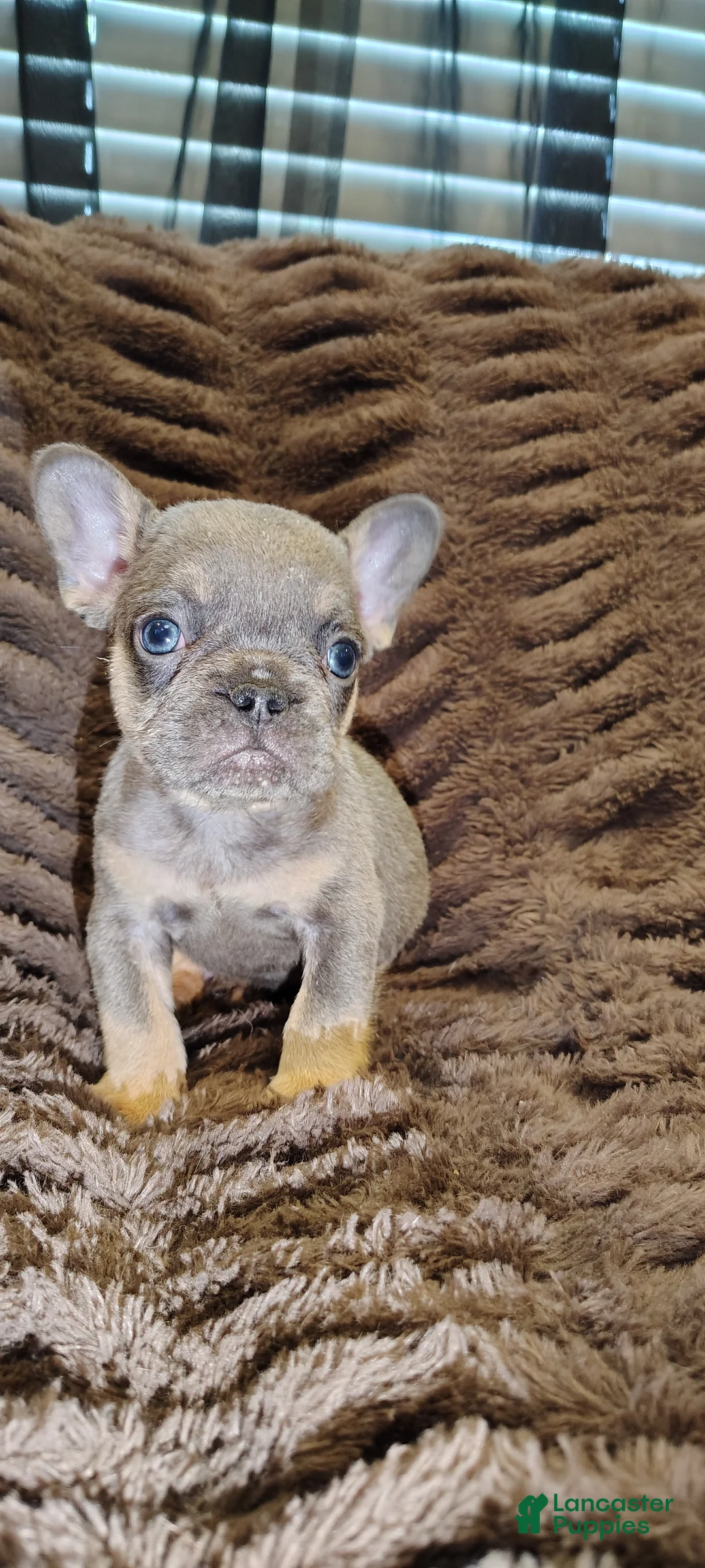 French Bulldog dogs for sale: Louie - Ad 2