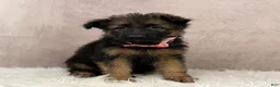 German Shepherd dogs for sale: Oma - Ad 6