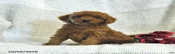 Cockapoo dogs for sale: Caleb - Ad 4