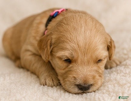 Double Doodle dogs Pink - Ad 6