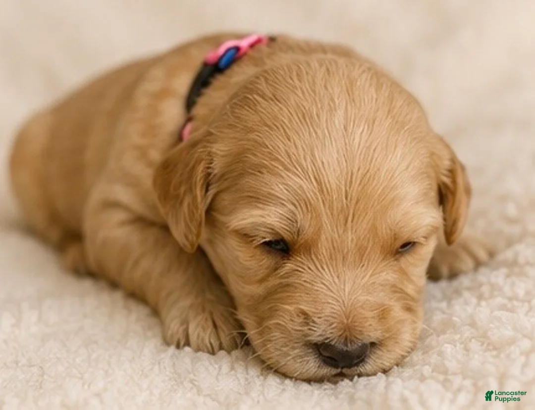 Double Doodle dogs for sale: Pink - Ad 1