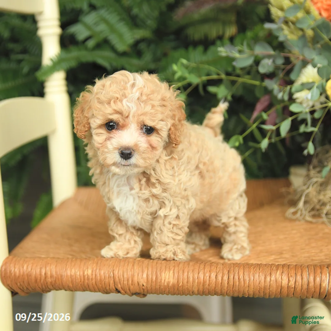 Havapoo dogs for sale: Dottie - Ad 2