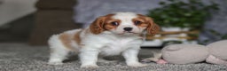 Cavalier King Charles Spaniel dogs for sale: Bandit - Ad 2