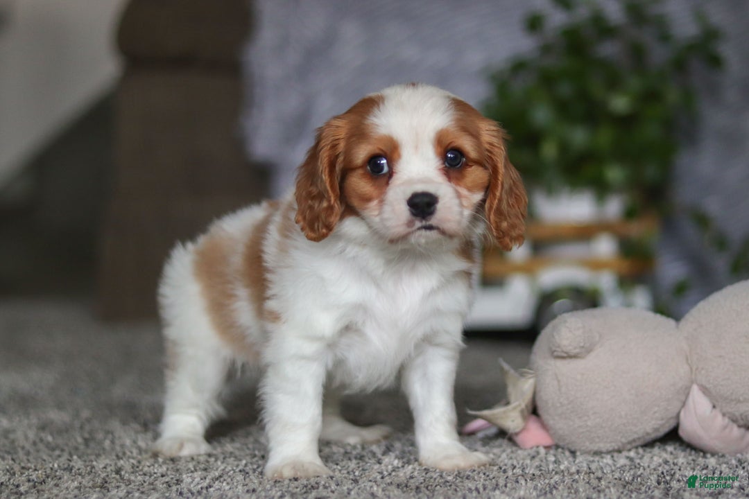 Cavalier King Charles Spaniel dogs for sale: Bandit - Ad 2