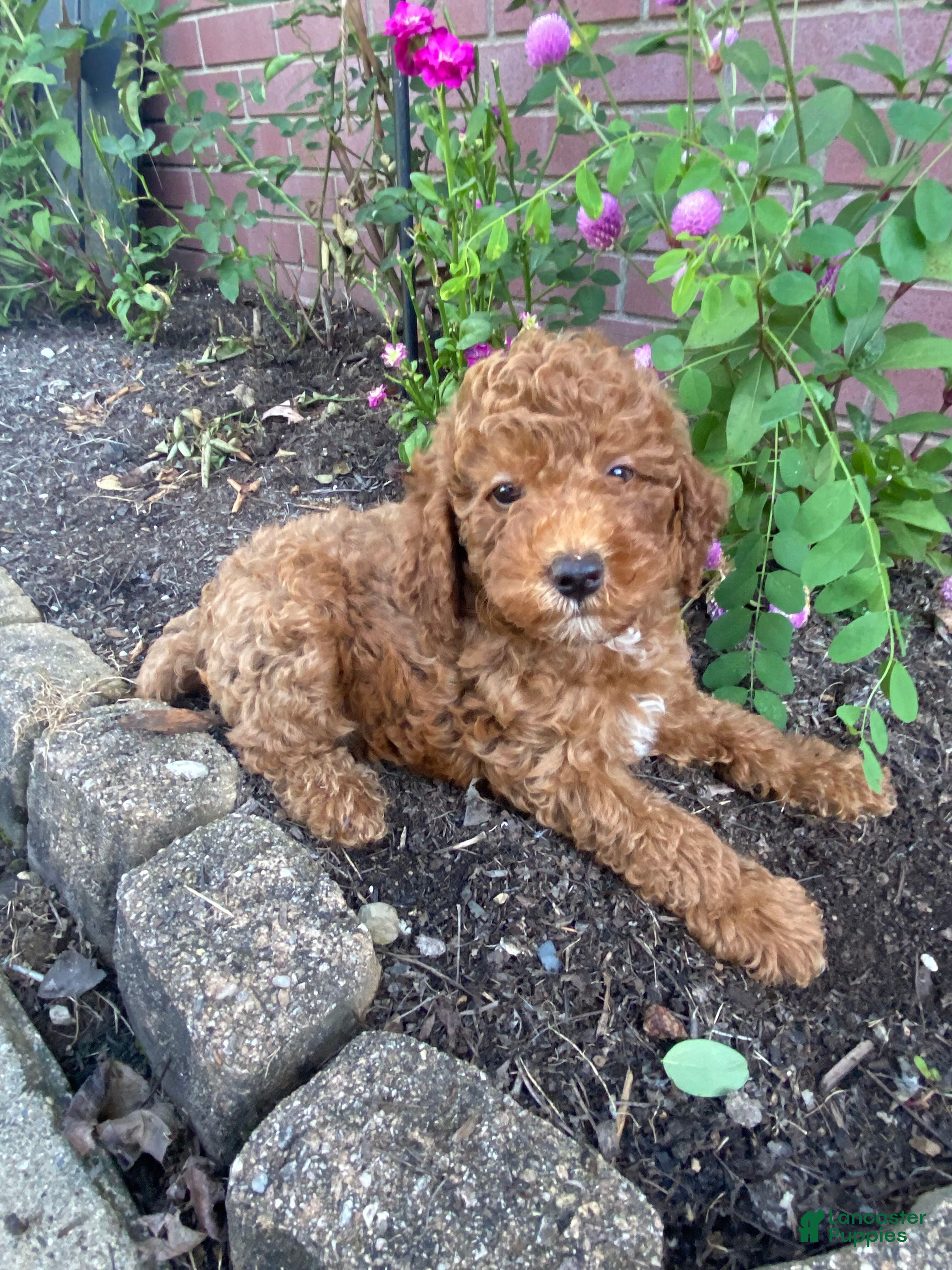 Miniature Poodle dogs Sadie - Ad 1
