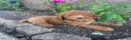 Miniature Poodle dogs for sale: Sadie - Ad 1