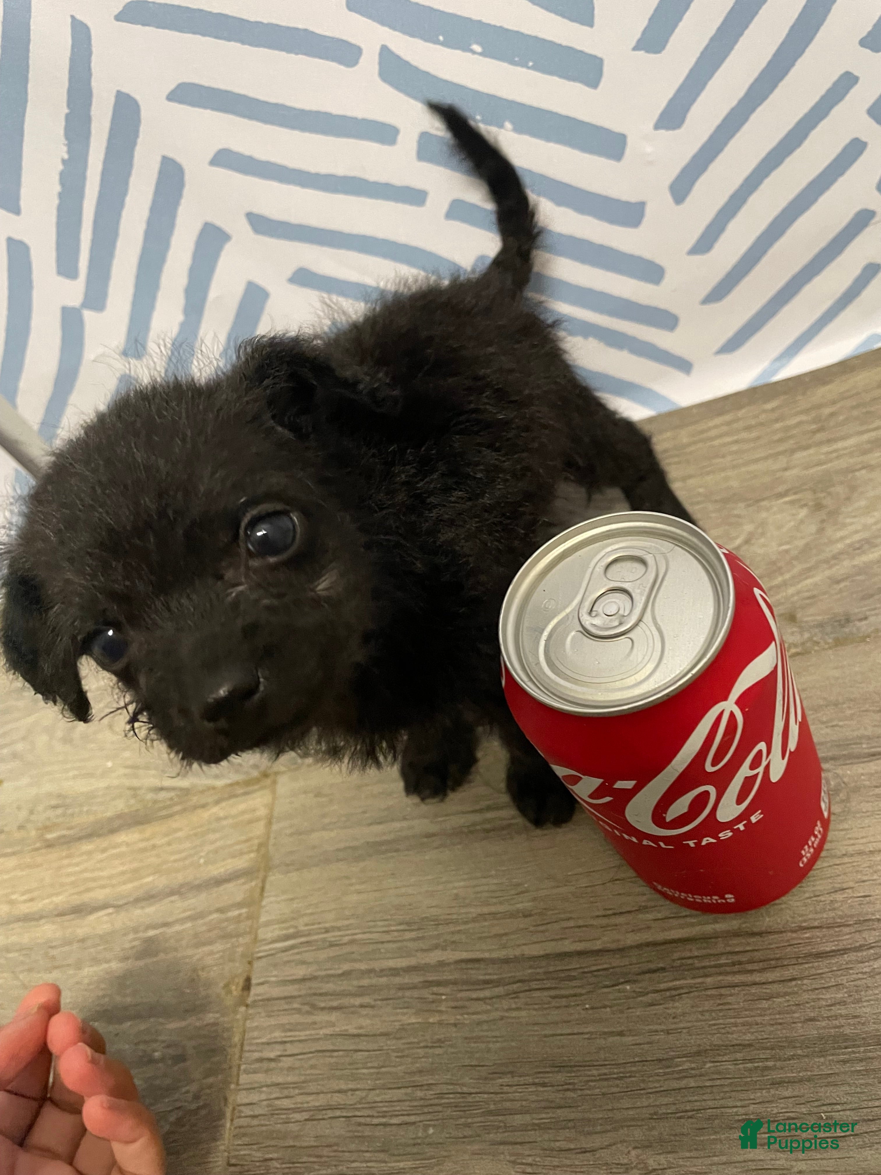 Chorkie dogs Chorkie Puppy 2 - Ad 3