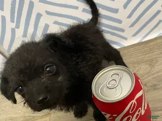 Chorkie dogs Chorkie Puppy 2 - Ad 3