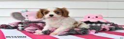 Cavalier King Charles Spaniel dogs for sale: Natasha - Ad 5