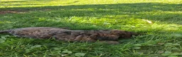 Mixed Breed dogs for sale: Jackson  - Ad 3